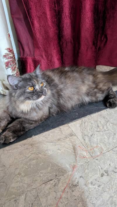 Persian Female cat