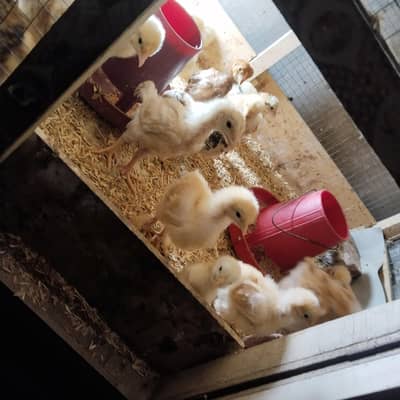 Golden heavy, white heavy,aseel chicks available