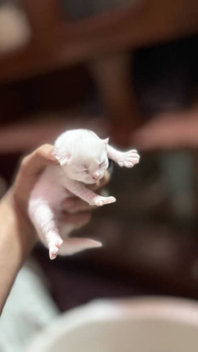 10 days old cats kids male and female