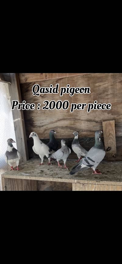 Qasid and sherazi pigeon