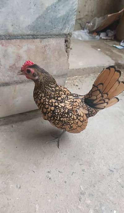 Golden sebright egg laying female