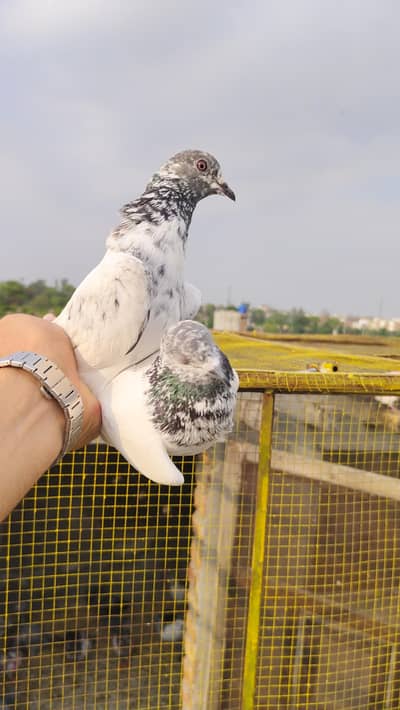 Teddy, Golden, Ferozpori, Tamatar Ankh Bachy