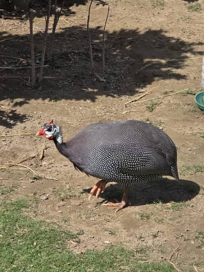 GuineaFowl Tittri Chakor