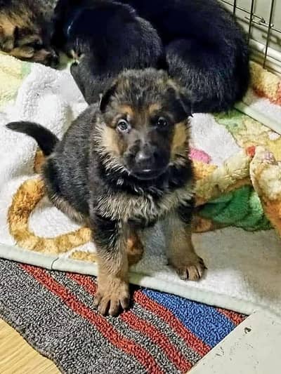 TOP QUALITY GERMAN SHEPHERD PUPPIES ARE AVAILABLE FOR SALE ONLY FAMILY