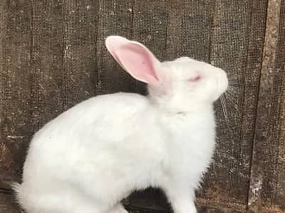 someone adopt my one pet rabbit/bunny?