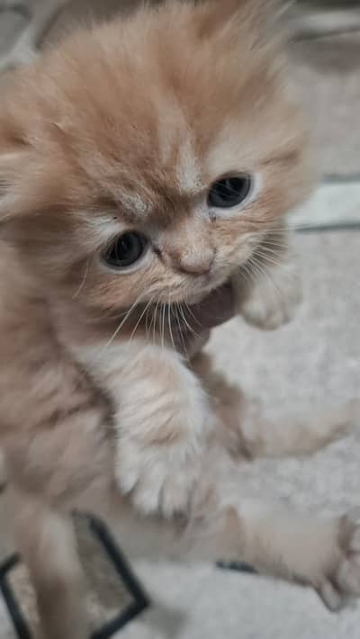 Persian Triple Coated Cat for Sale.