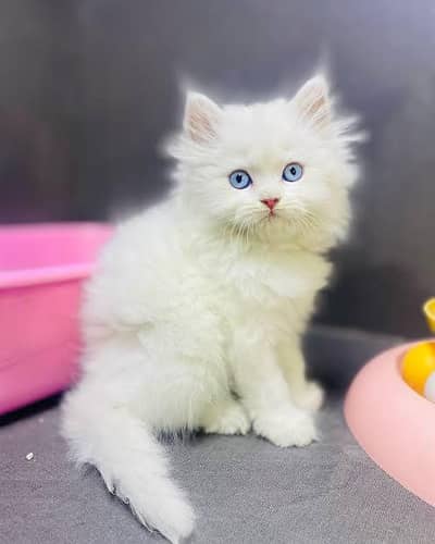 Triple Coat Persian kittens