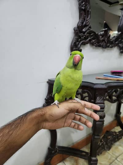 hand tame male parrot