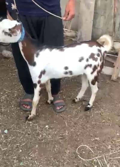 Abluck Teddy Bakra Breader 2 Dant Qurbani 2026