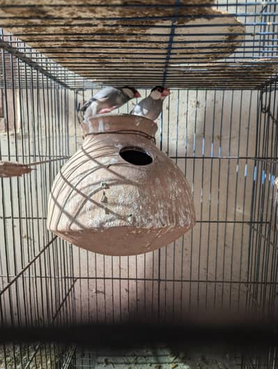 Healthy Active Breeder Pairs !!