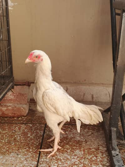 Heera Murgha and Heera Murghi Paper white