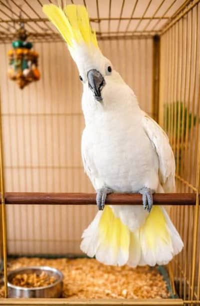 cockatoo sale 2.55lac serious buyer will contact us