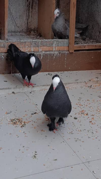 Mukhi Top Quality Breeder pairs