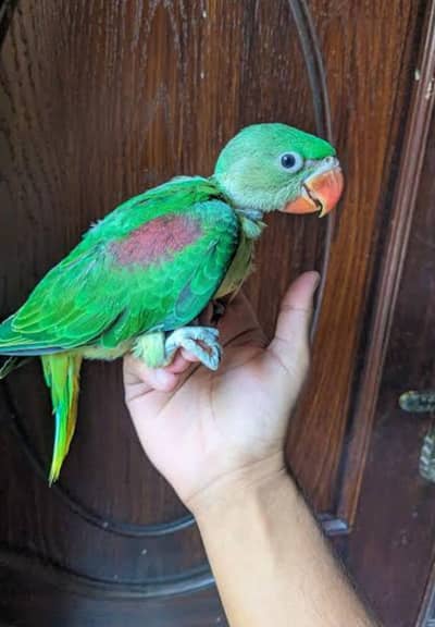 raw parrot baby