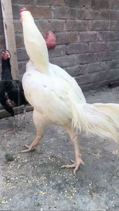 Pure Aseel Hera pair