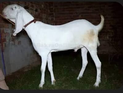 qurbani bakry for sale