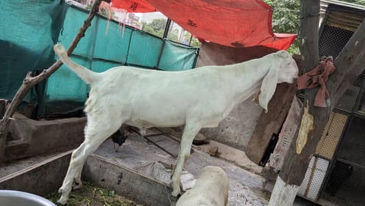 qurbani bakry for sale