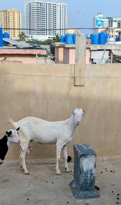 mashallah top quality animals available