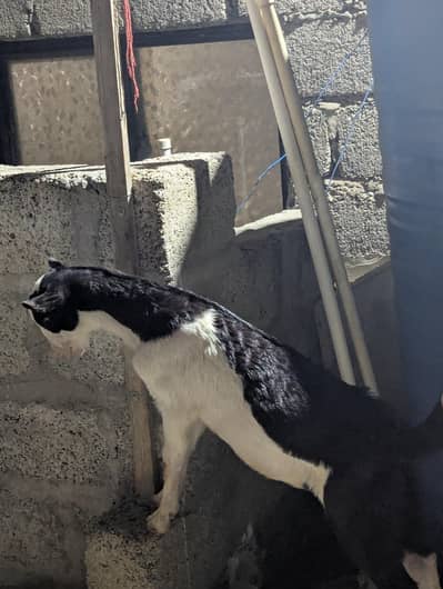 mashallah top quality animals available