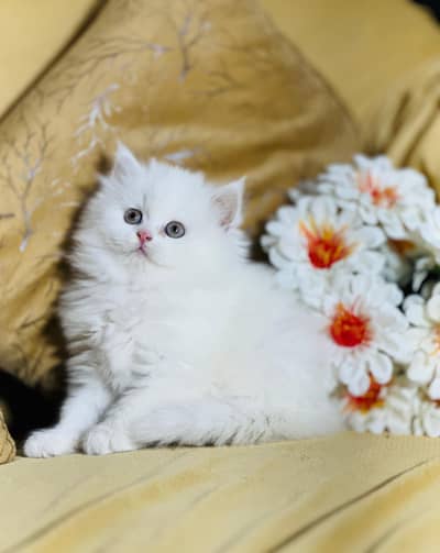 persian cats and kittens for sale wtsapp (0307/710/92/69)