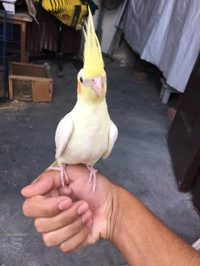 tame coman White male or eno cocktail