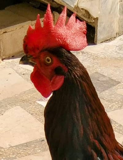 Mashallah 2 Top quality Aseel Male's available