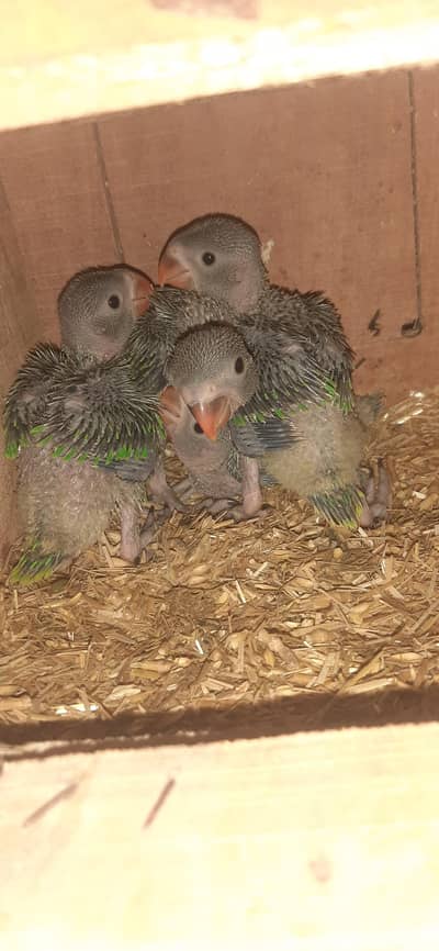 Parrot baby's for sale