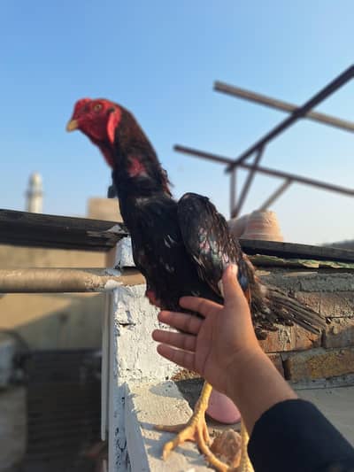 shamo eggs and chicks available