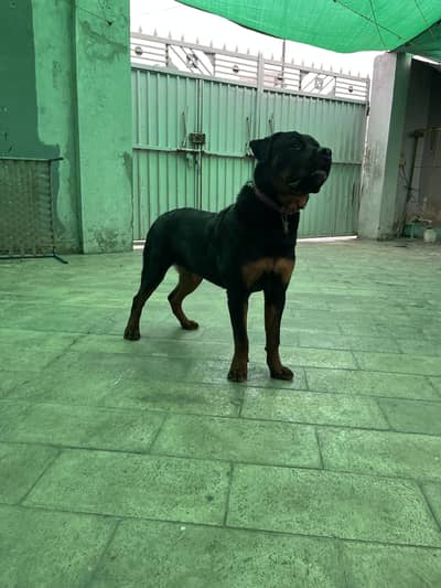 Pure American Rottweiler (5/5 generation)