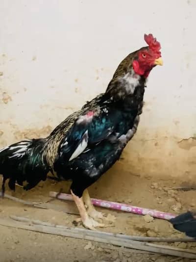 Top High Quality Aseel Available Full Video Kh Lia 03194718923