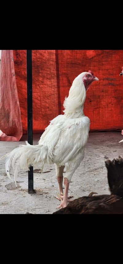 heera aseel breeder male