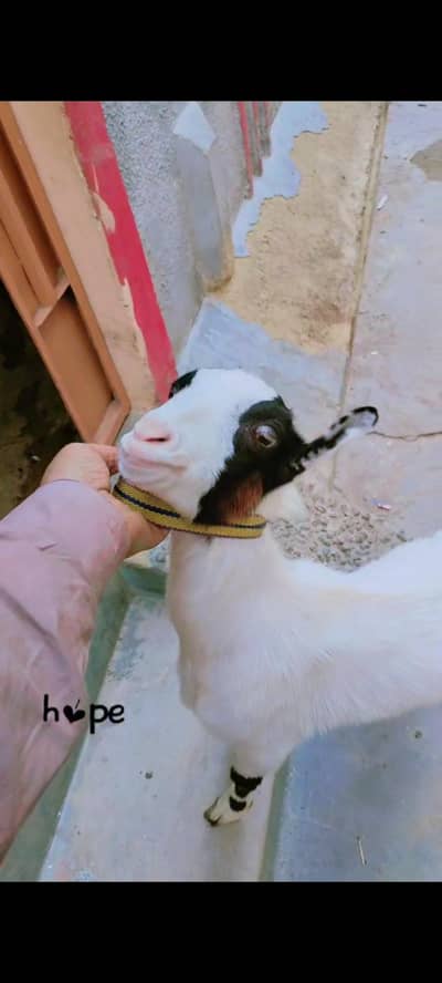 tadda ablack male breedar 7. month age