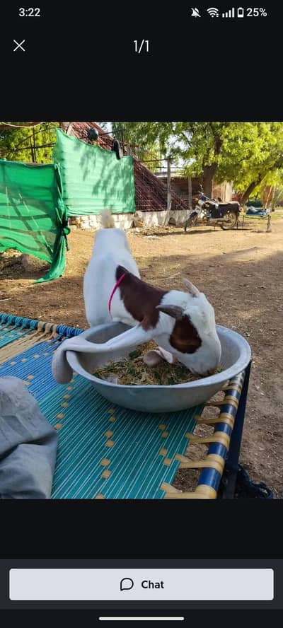 Gulabi patela for sale.