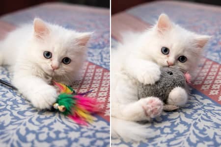 Persian Cat Kitten | 2 Month age | Felame |
