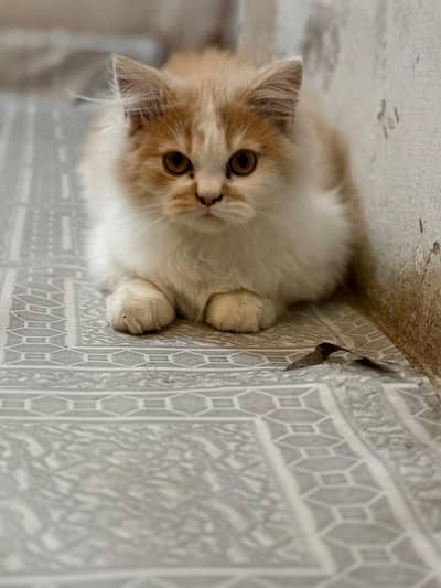 persain kitten for sale age 3 months