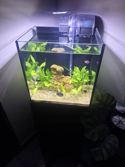 Fish Aquarium