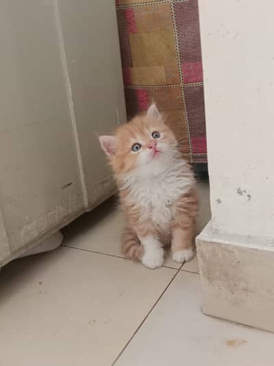 5 kittens 1months 15 days fully trained triple cott punch