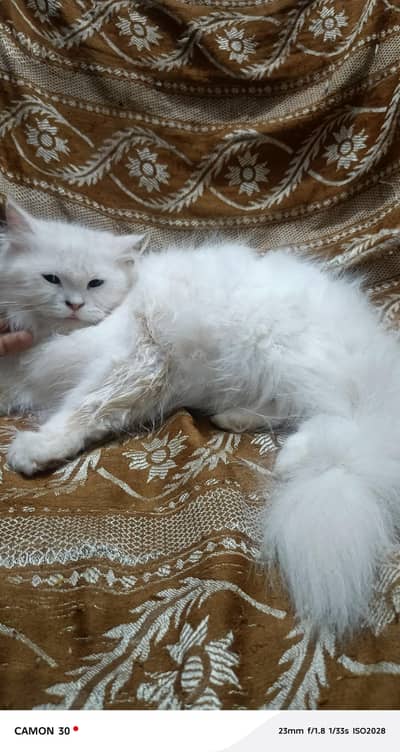 odd eyes pregnant female cat