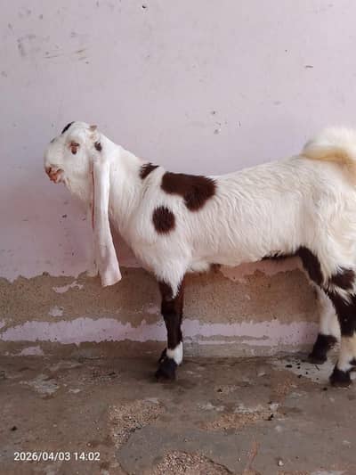 1 female baki mele pase walii female