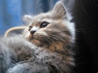 British Longhair Kitten