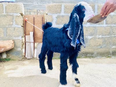 Goat bakra