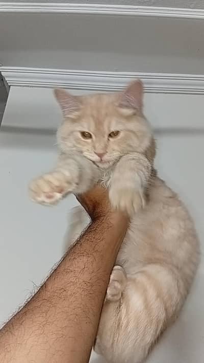 persian double coat female