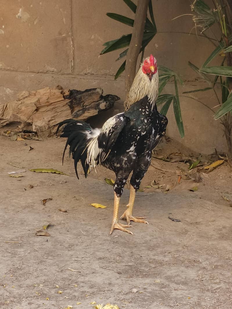 Asee java murga fiter murga patha 0