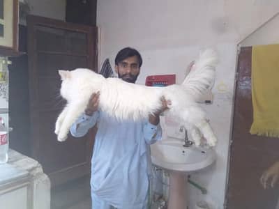 Persian  main coon crox bread male for meating