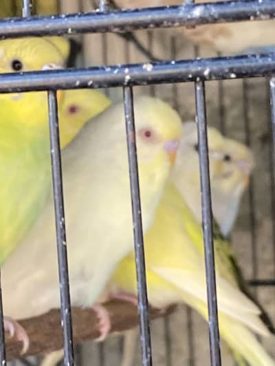 Australian budgies