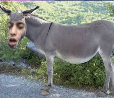 Khota(donkey) for sale