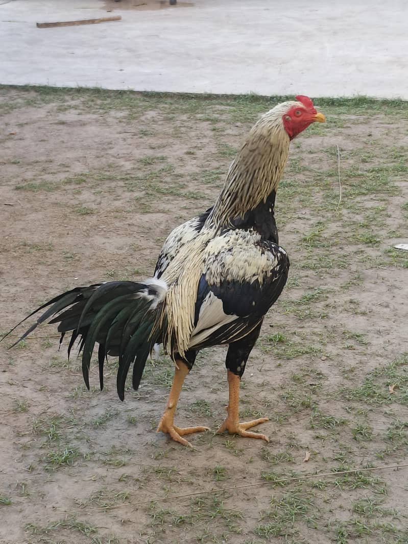 Asee java murga fiter murga patha 1