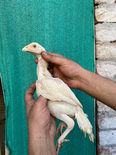 white heera aseel chicks