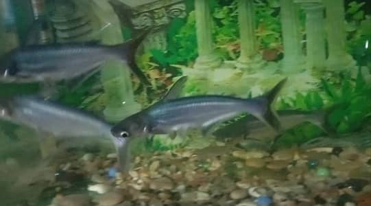 Blue Line Sharks For Sale