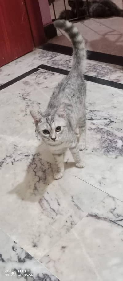 Semi Persian cat pair